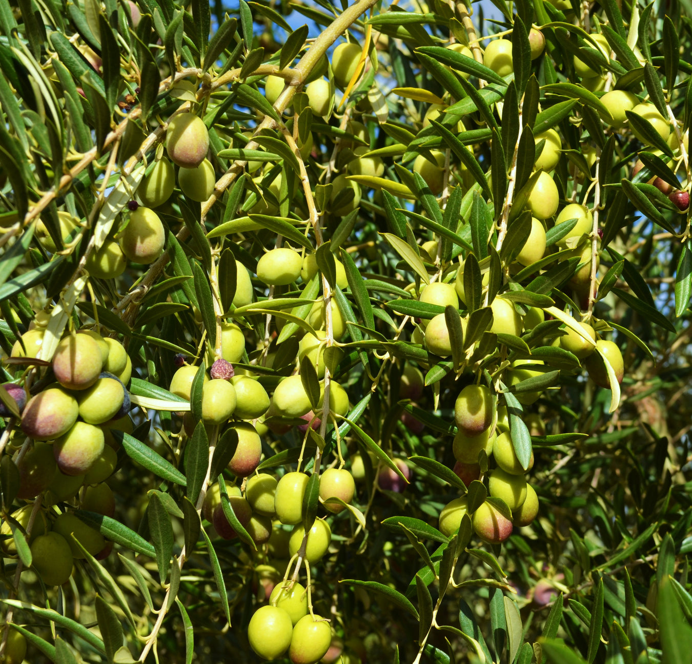 Infused Olive Oil